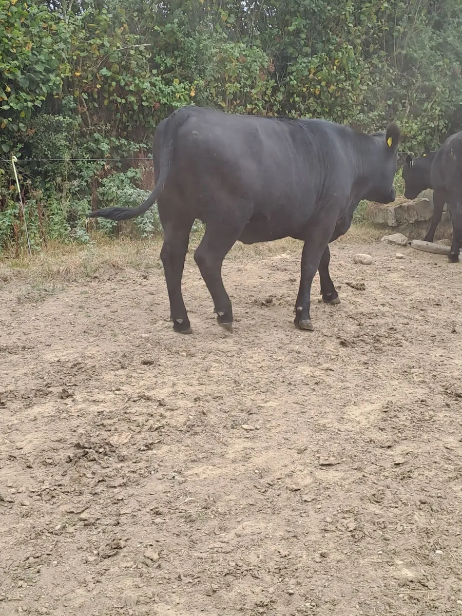 Aberdeen Angus Heifers - Image 3