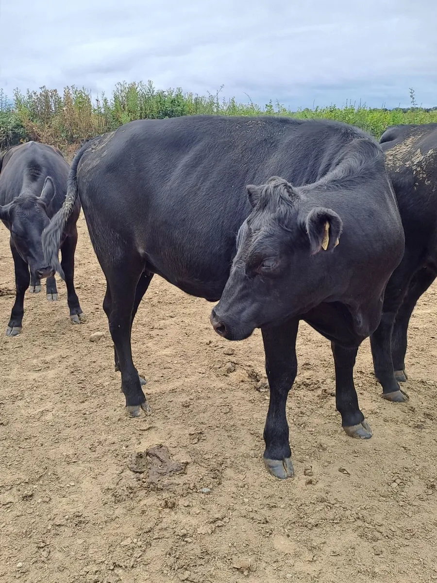 Aberdeen Angus Heifers - Image 4