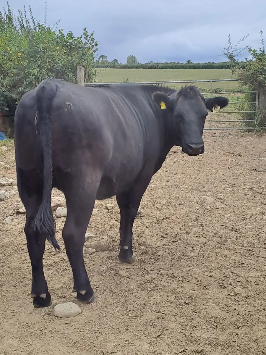 Aberdeen Angus Heifers - Image 2