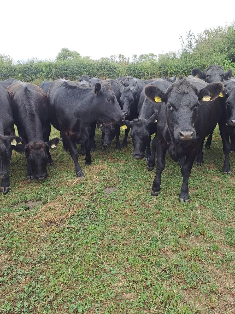 Aberdeen Angus Heifers - Image 1