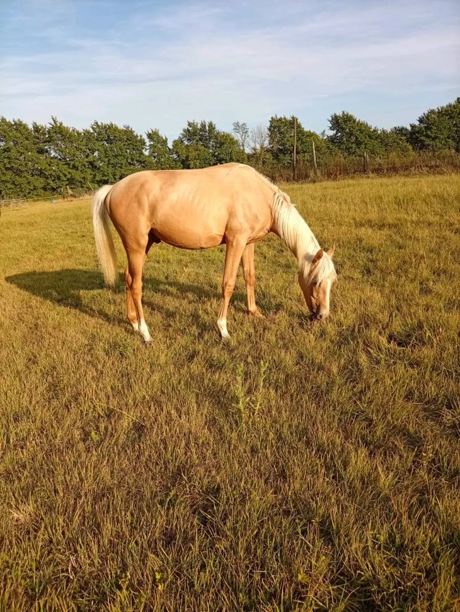 Palomino yearling colt - Image 4