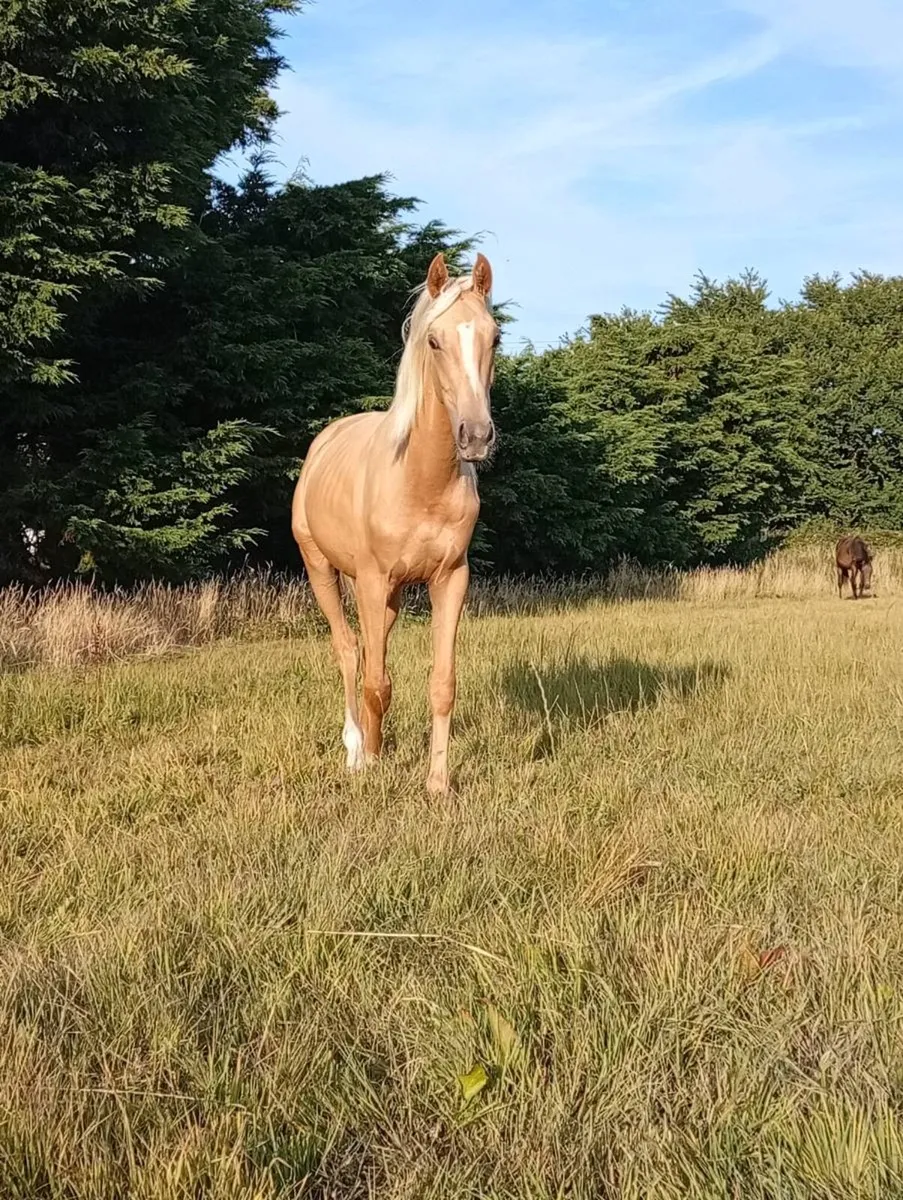 Palomino yearling colt - Image 1