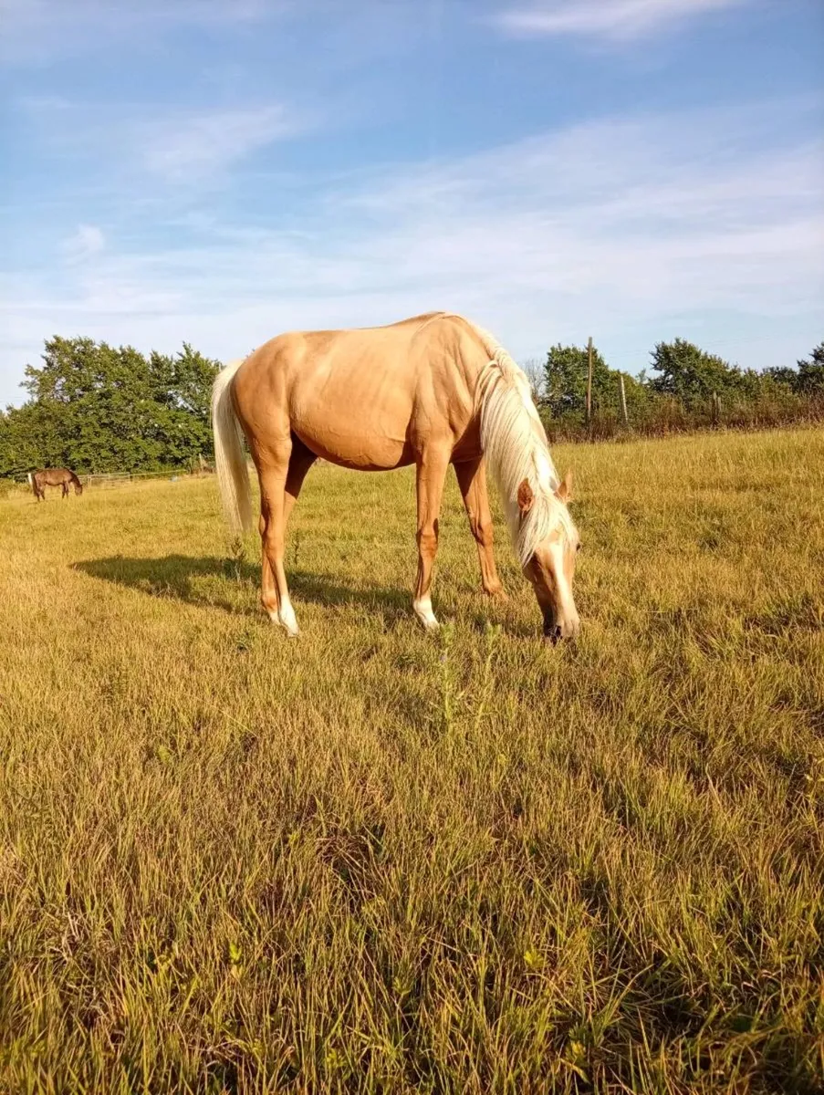 Palomino yearling colt - Image 2