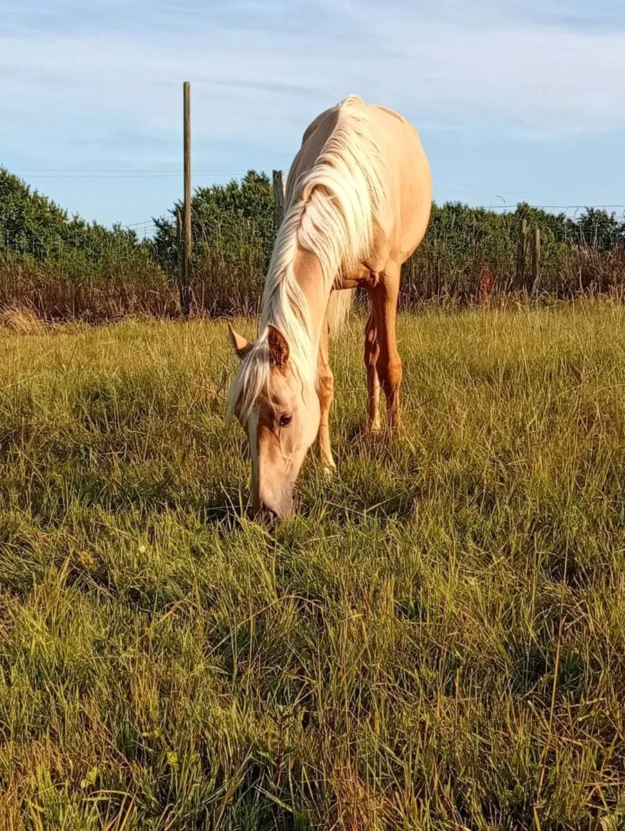 Palomino yearling colt - Image 3