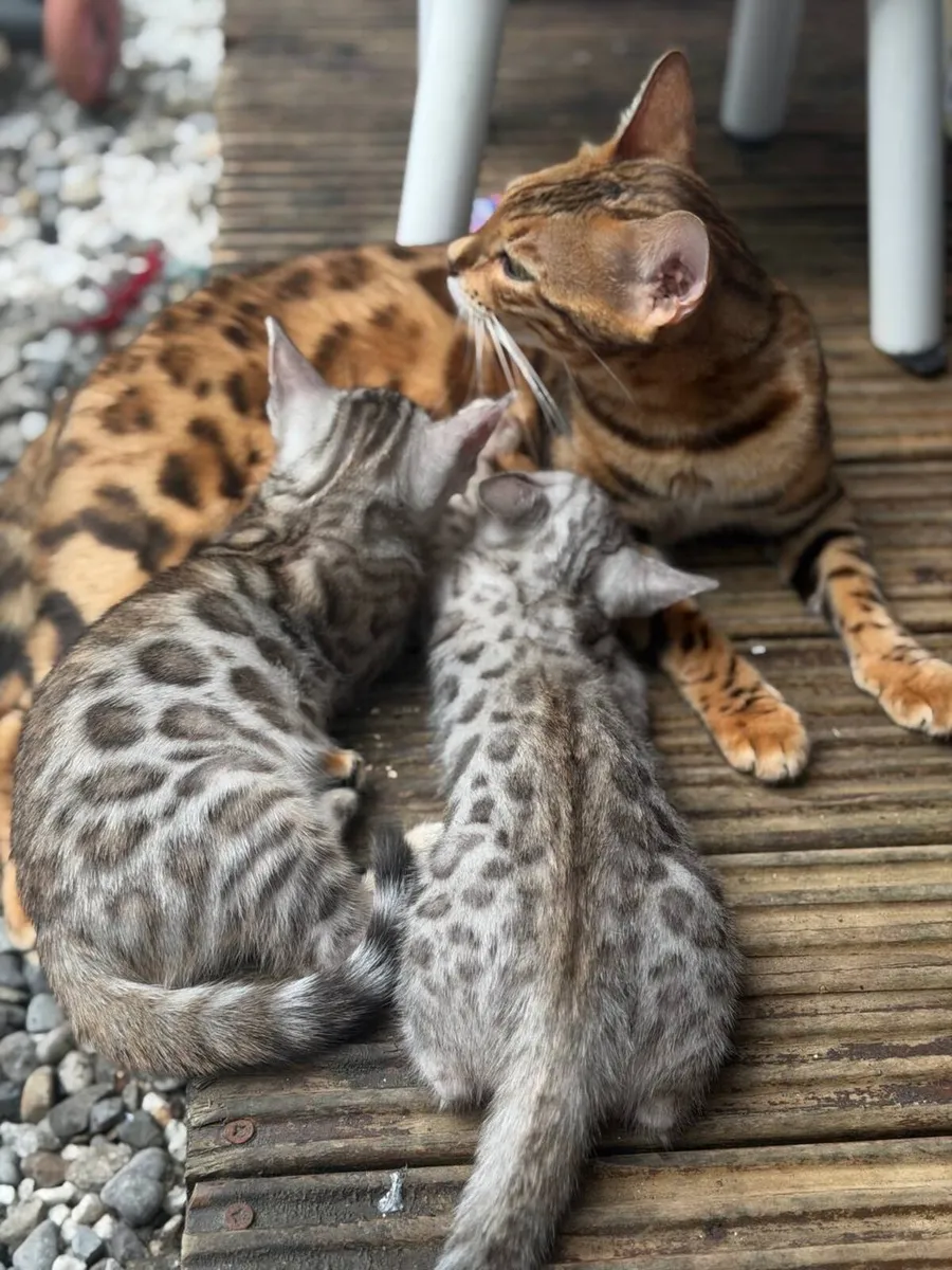 Bengal kitten - Image 4