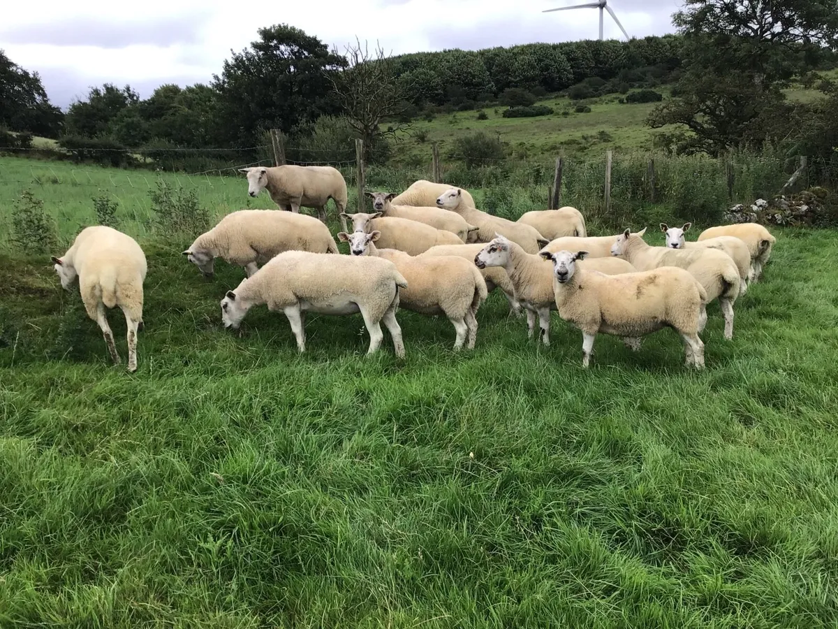 14 Texel-Mule Dry Hogget Ewes - Image 1