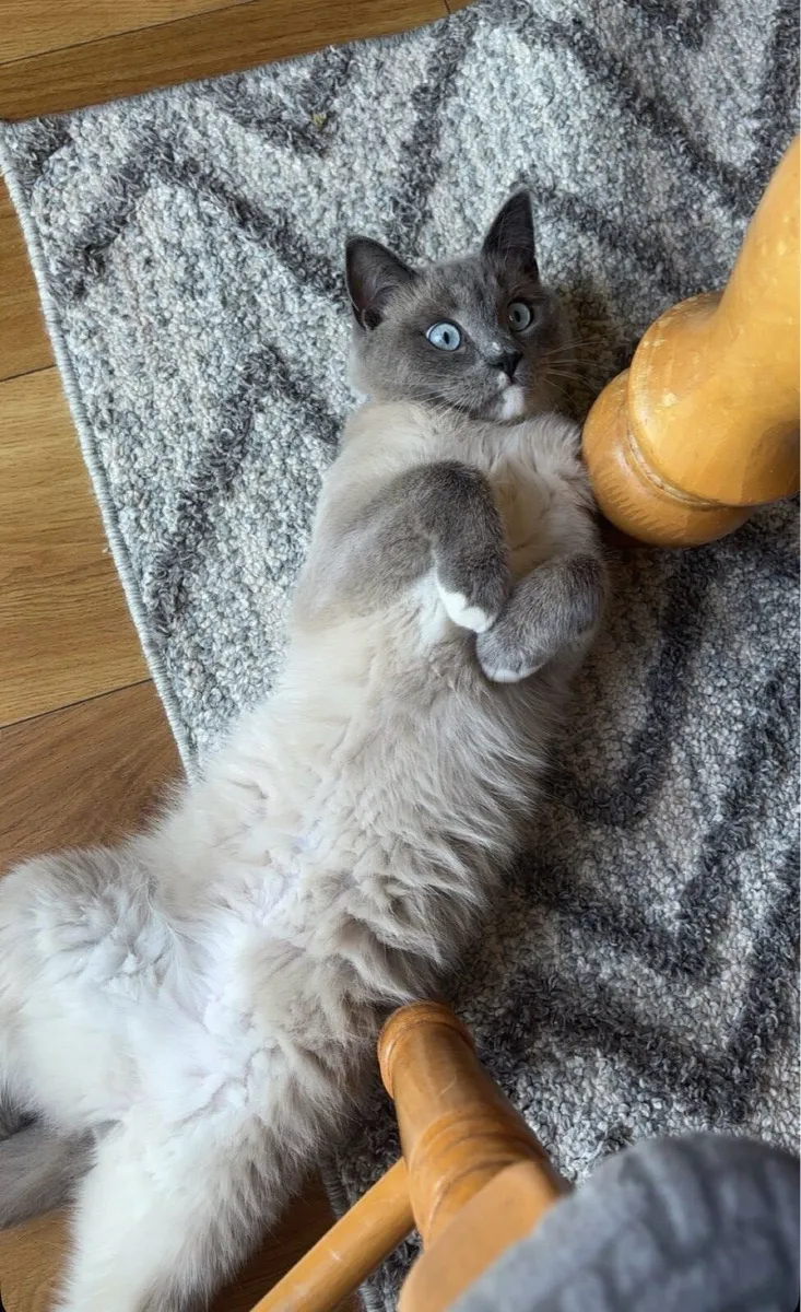 British shorthair - Image 2