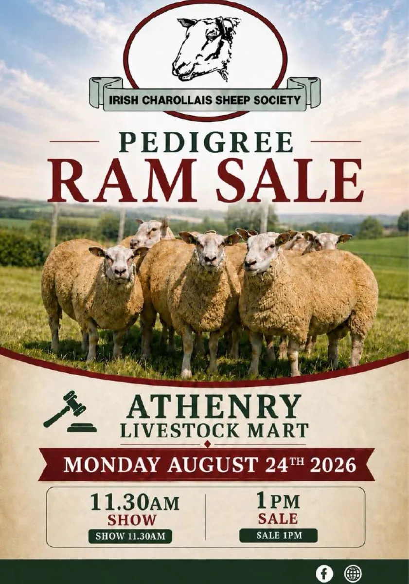 ⭐️Charollais Ram Sale Athenry⭐️ 24th August - Image 1