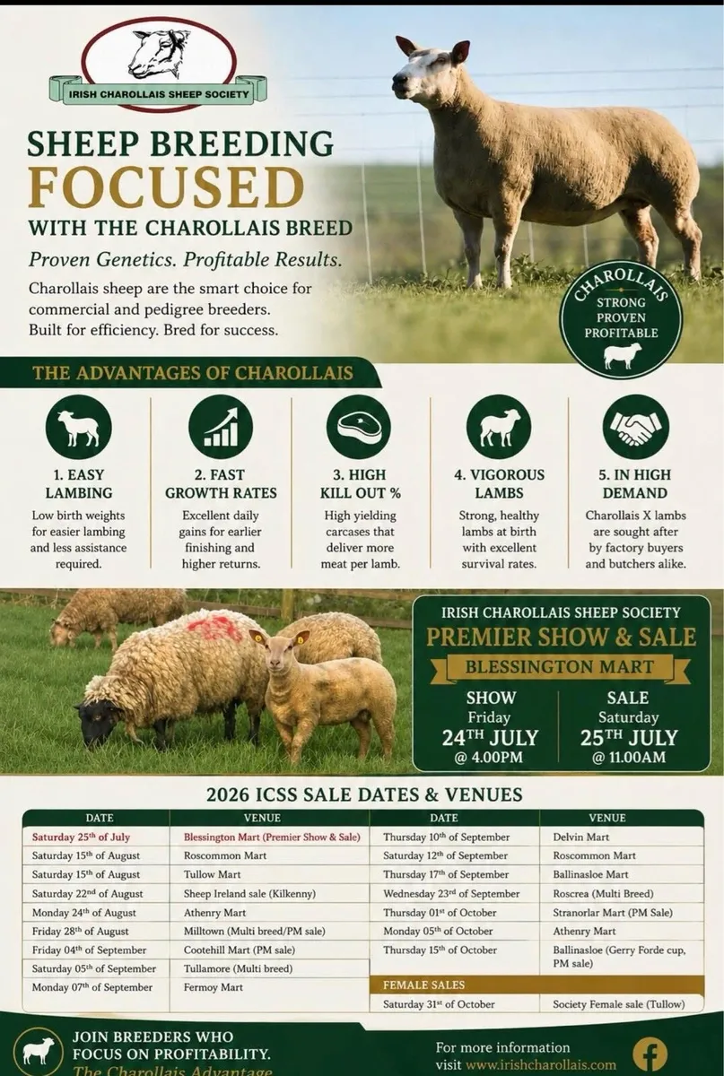 ⭐️Charollais Ram Sale Athenry⭐️ 24th August - Image 2