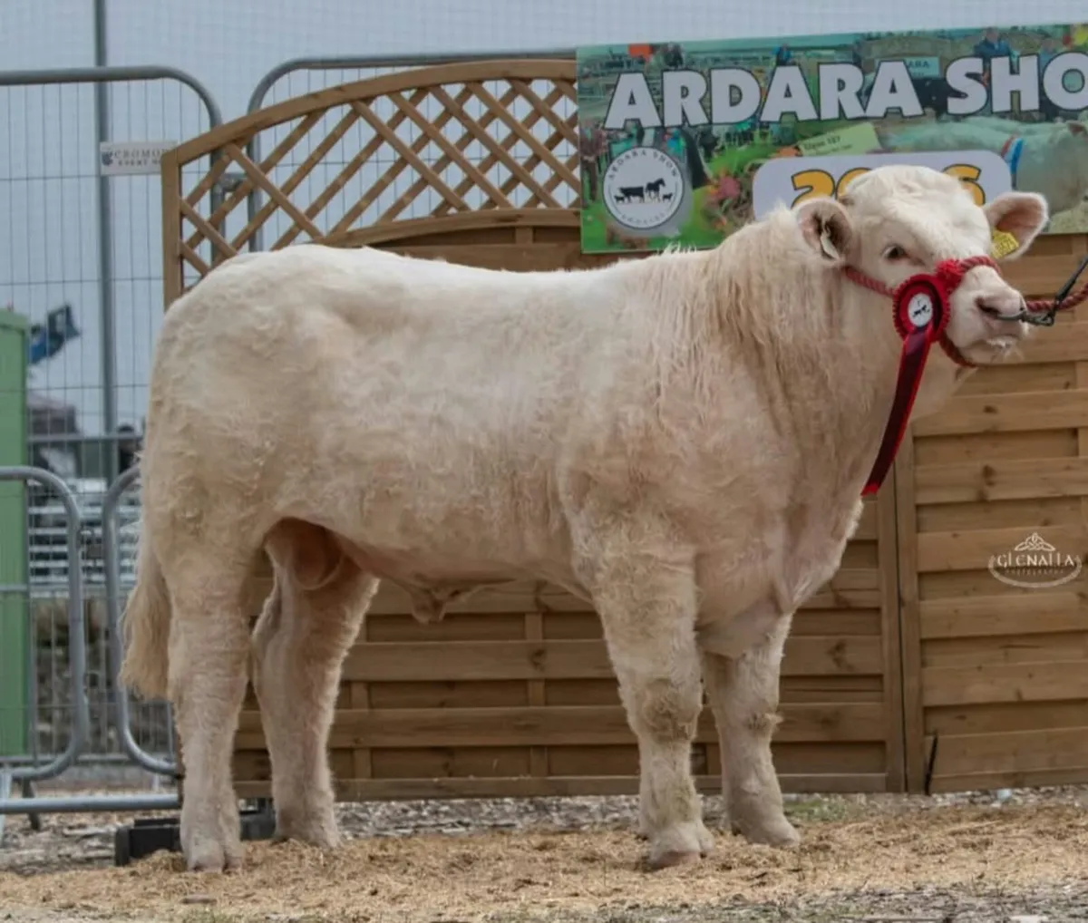 Pedigree Charolais Bull - Image 1