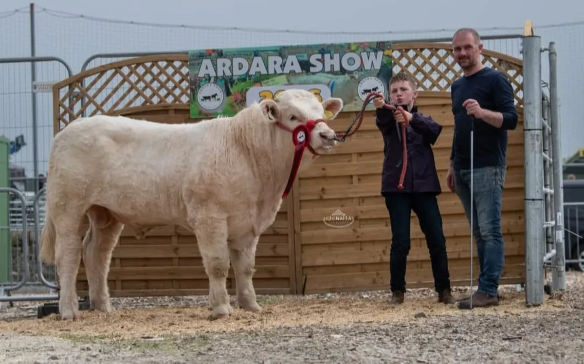 Pedigree Charolais Bull - Image 2