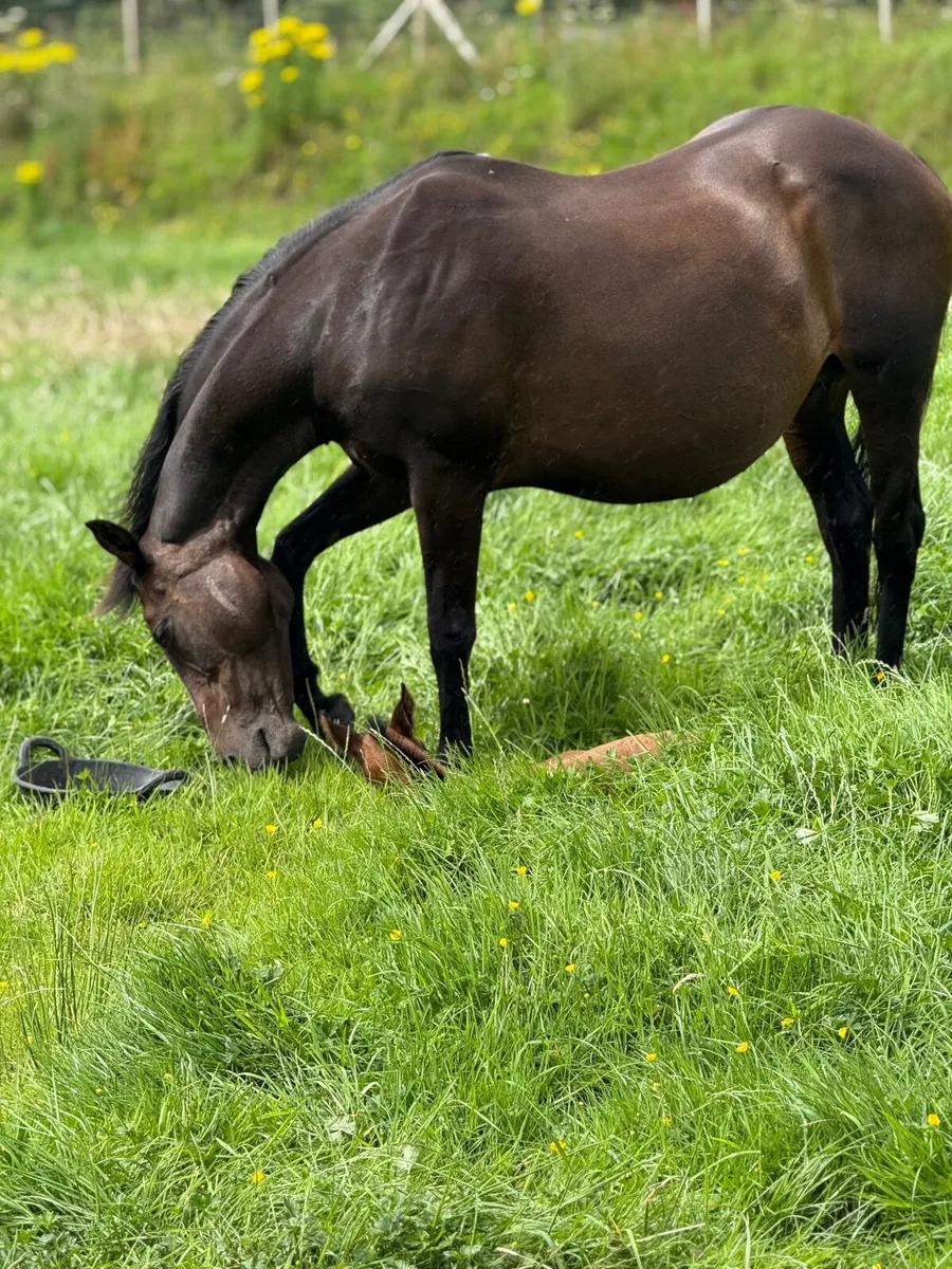Horse - Image 4