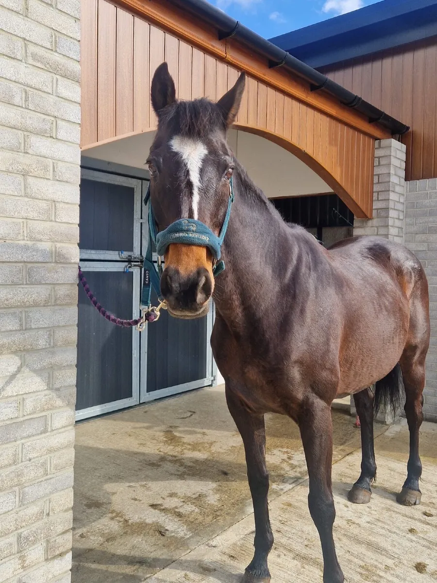Horse - Image 1