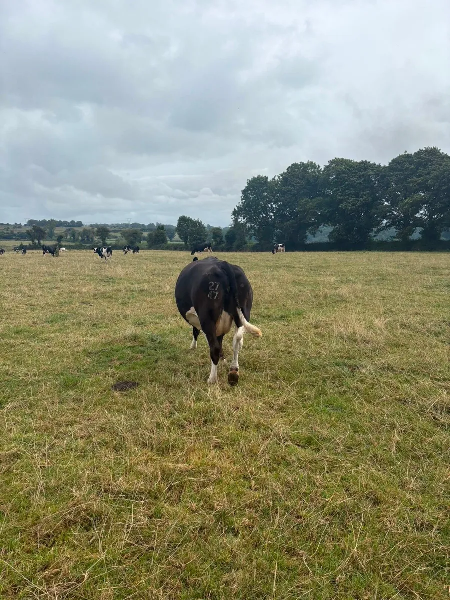 Autumn Calvers for sale - Image 2