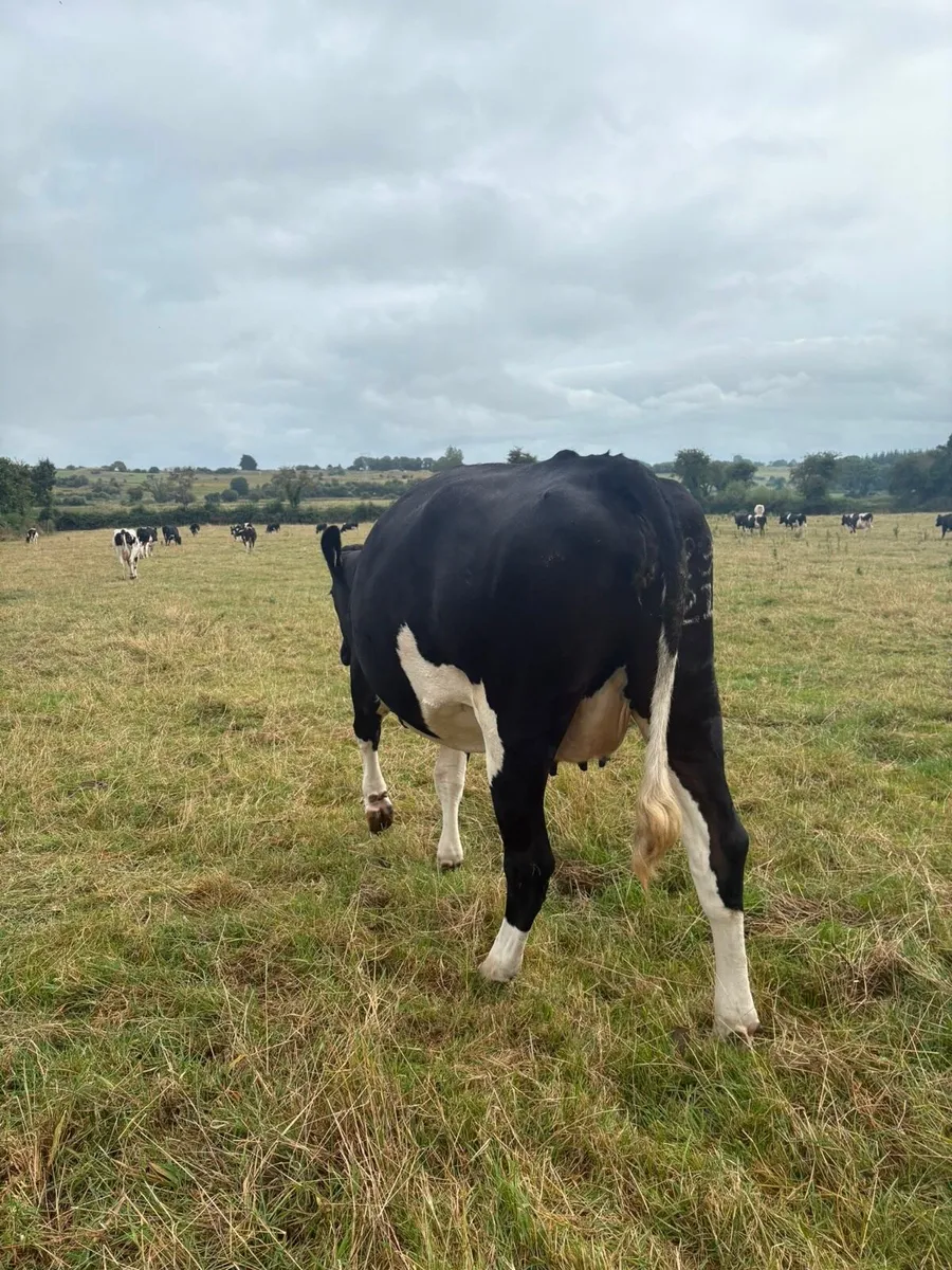 Autumn Calvers for sale - Image 3
