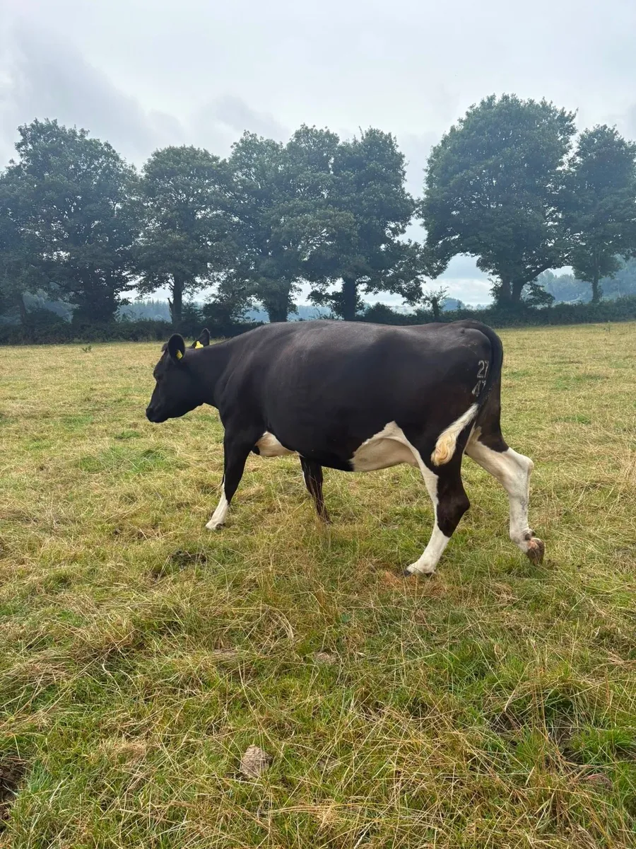 Autumn Calvers for sale - Image 1