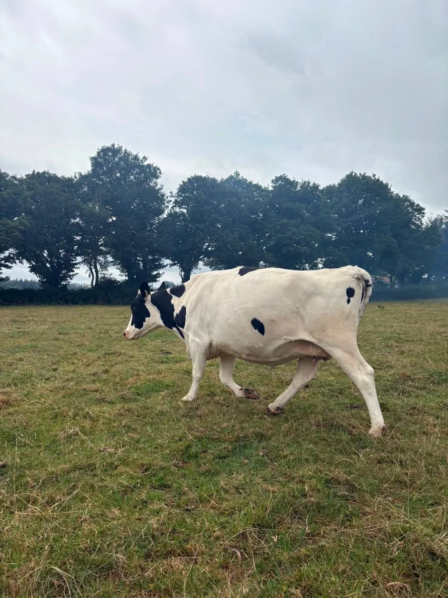 Autumn Calvers for sale - Image 4