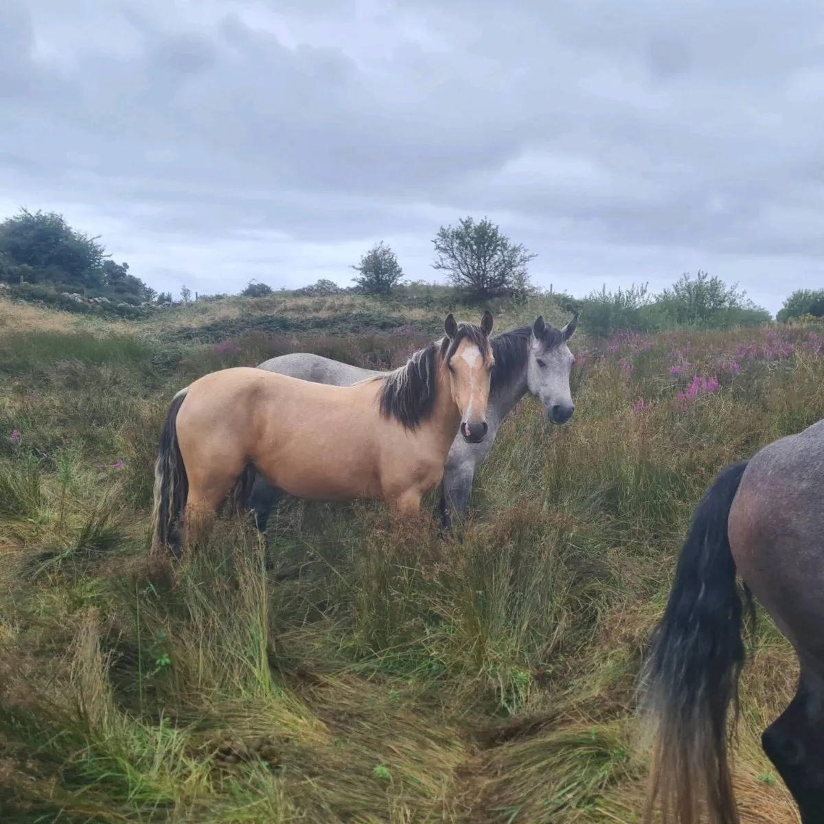 Connemara ponies - Image 1