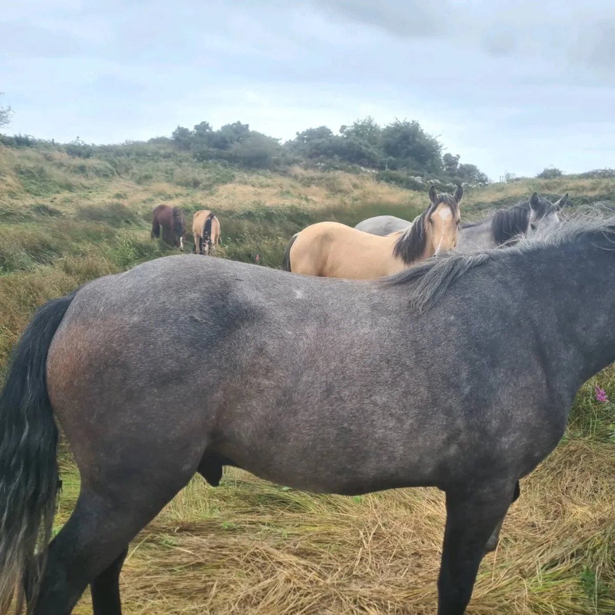 Connemara ponies - Image 2
