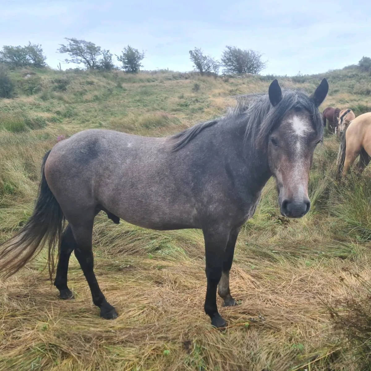 Connemara ponies - Image 3