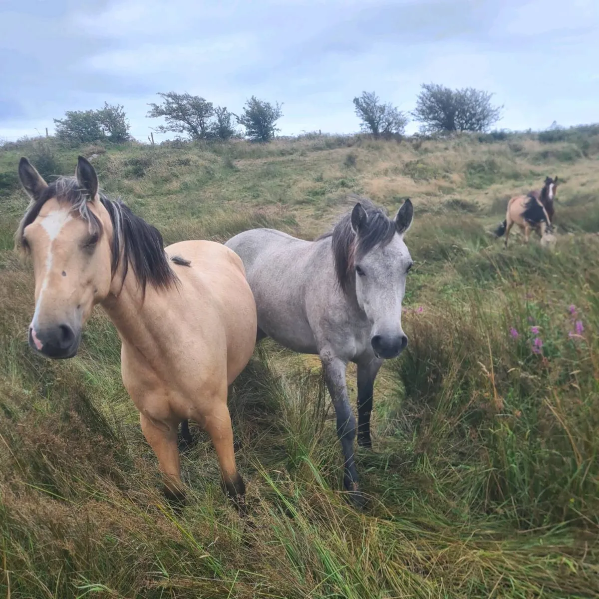 Connemara ponies - Image 4