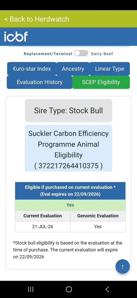 Pedigree Charolais Bull - Image 3