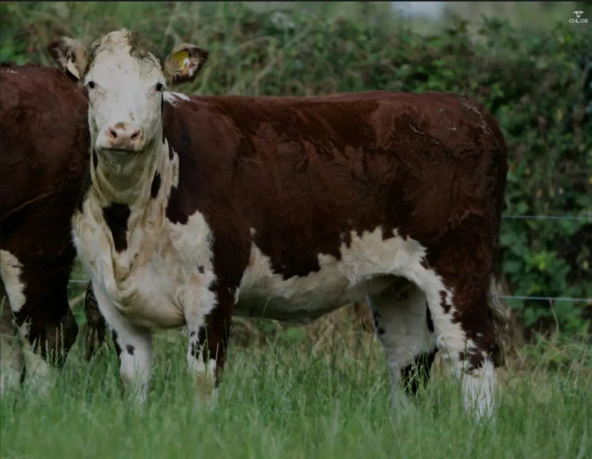 Trillick Herefords Production Sale - Image 3