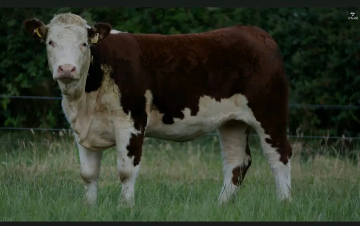 Trillick Herefords Production Sale - Image 2