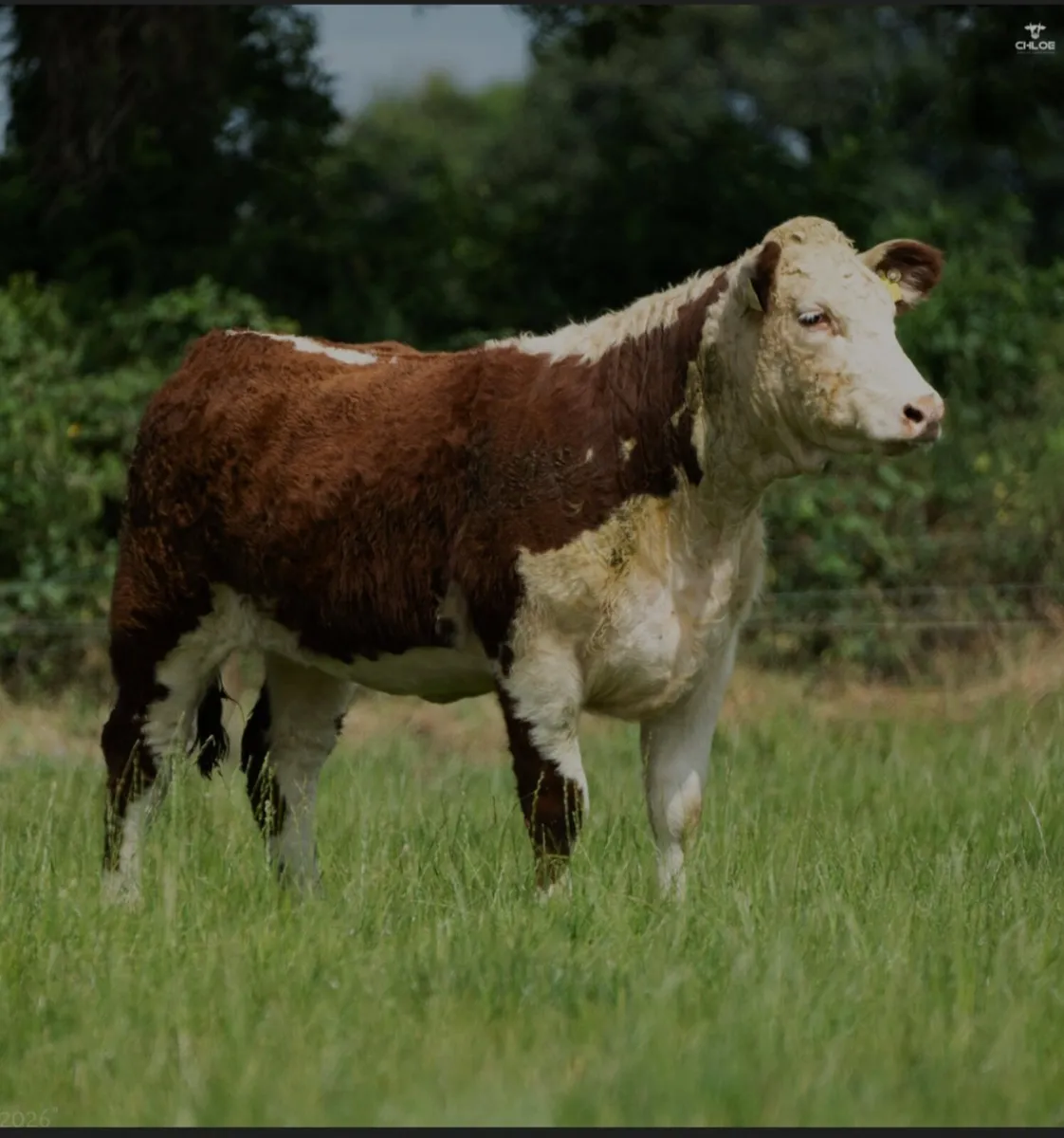 Trillick Herefords Production Sale - Image 4