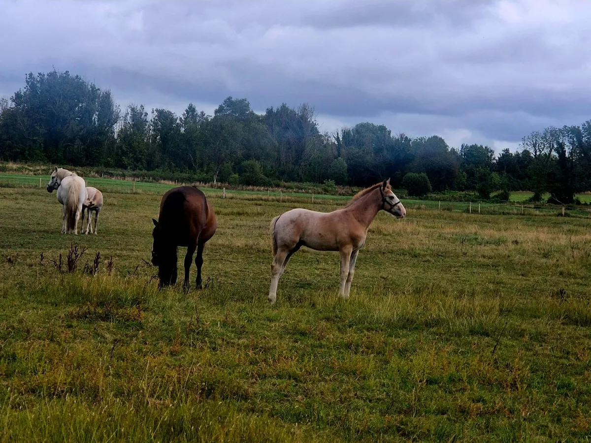 Irish Draught colt foal - Image 1
