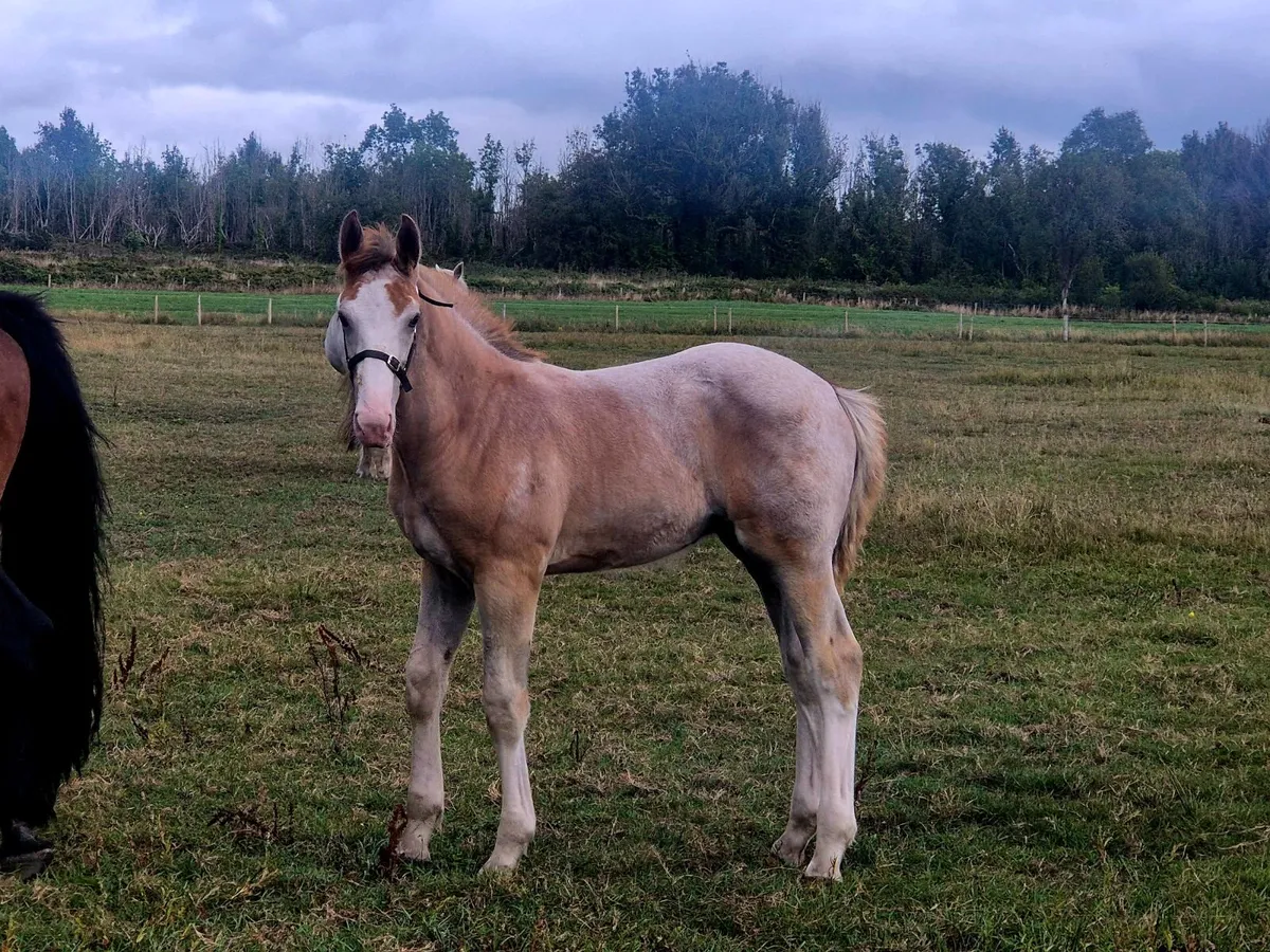 Irish Draught colt foal - Image 3