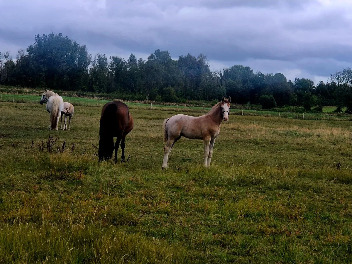 Irish Draught colt foal - Image 2