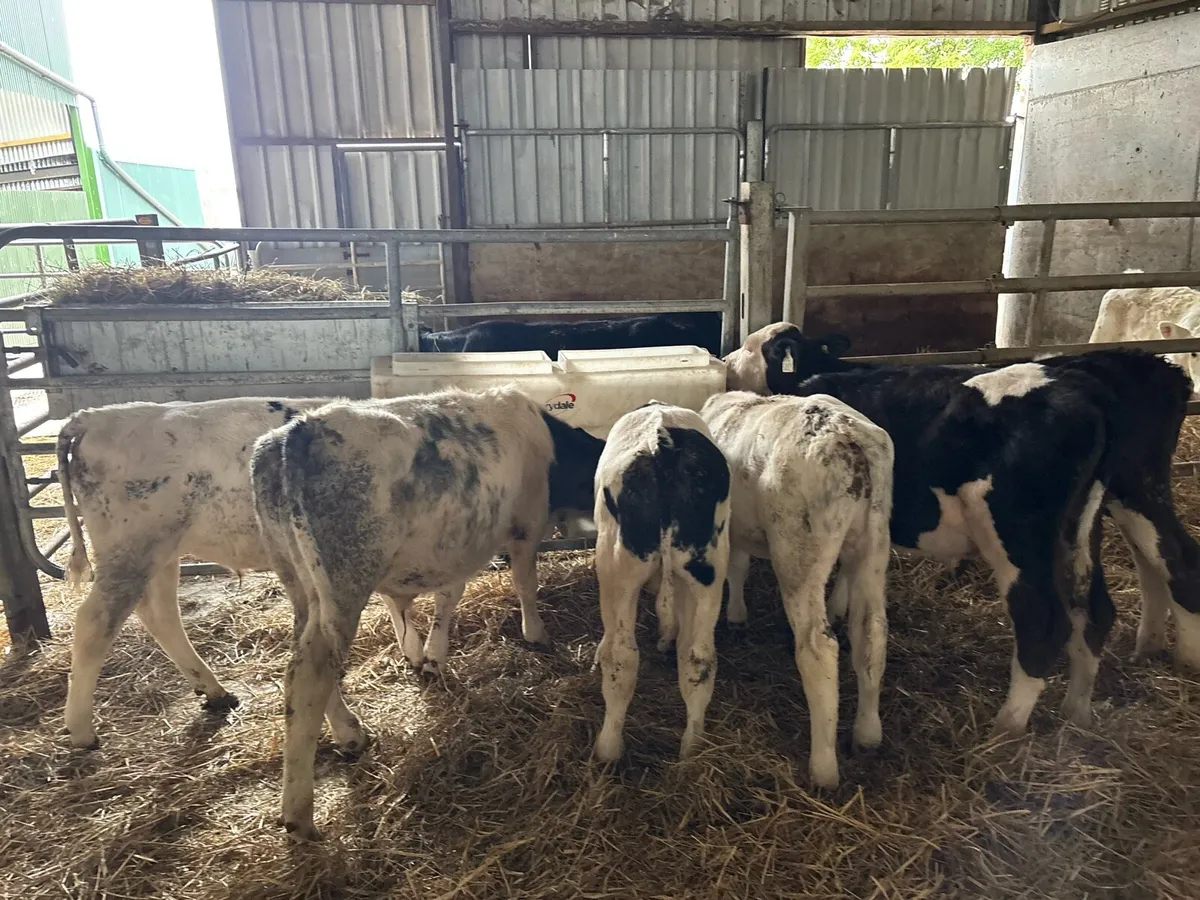 10 super weaned continental bull runners - Image 1