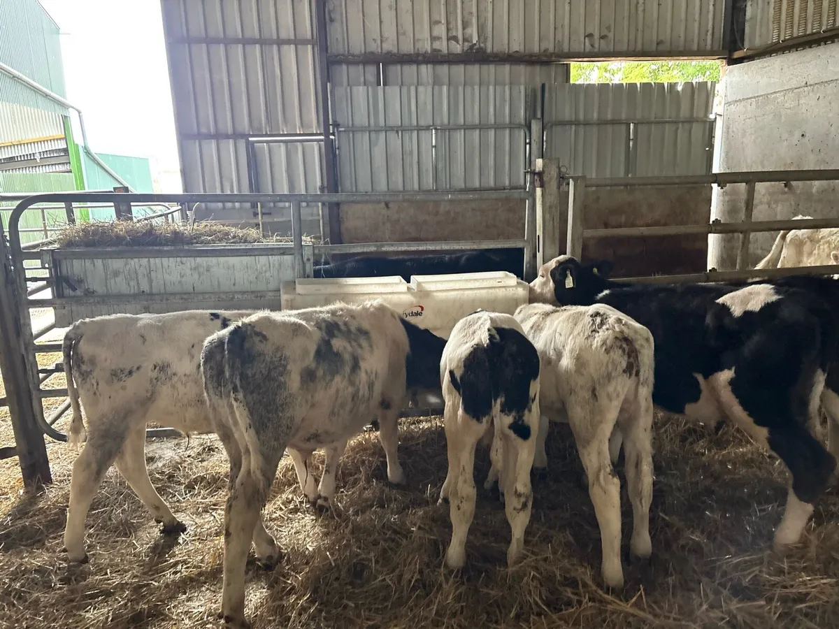 10 super weaned continental bull runners - Image 3