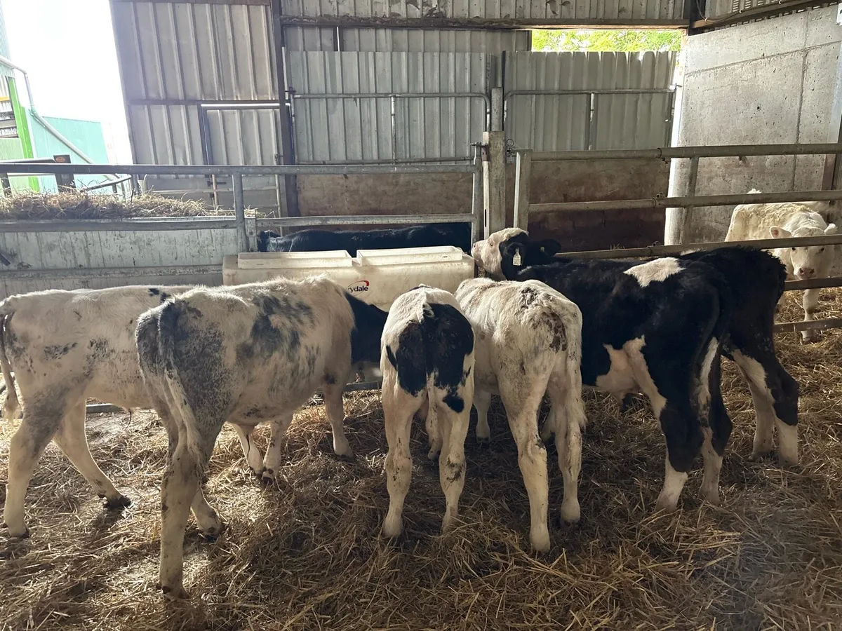 10 super weaned continental bull runners - Image 4