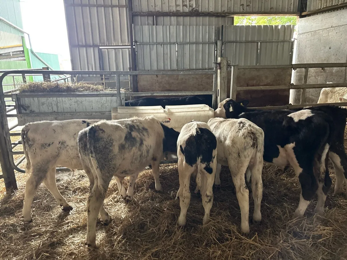 10 super weaned continental bull runners - Image 2