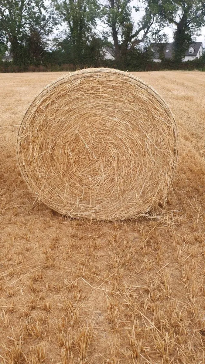 Spring Barley Straw Bales - Image 1