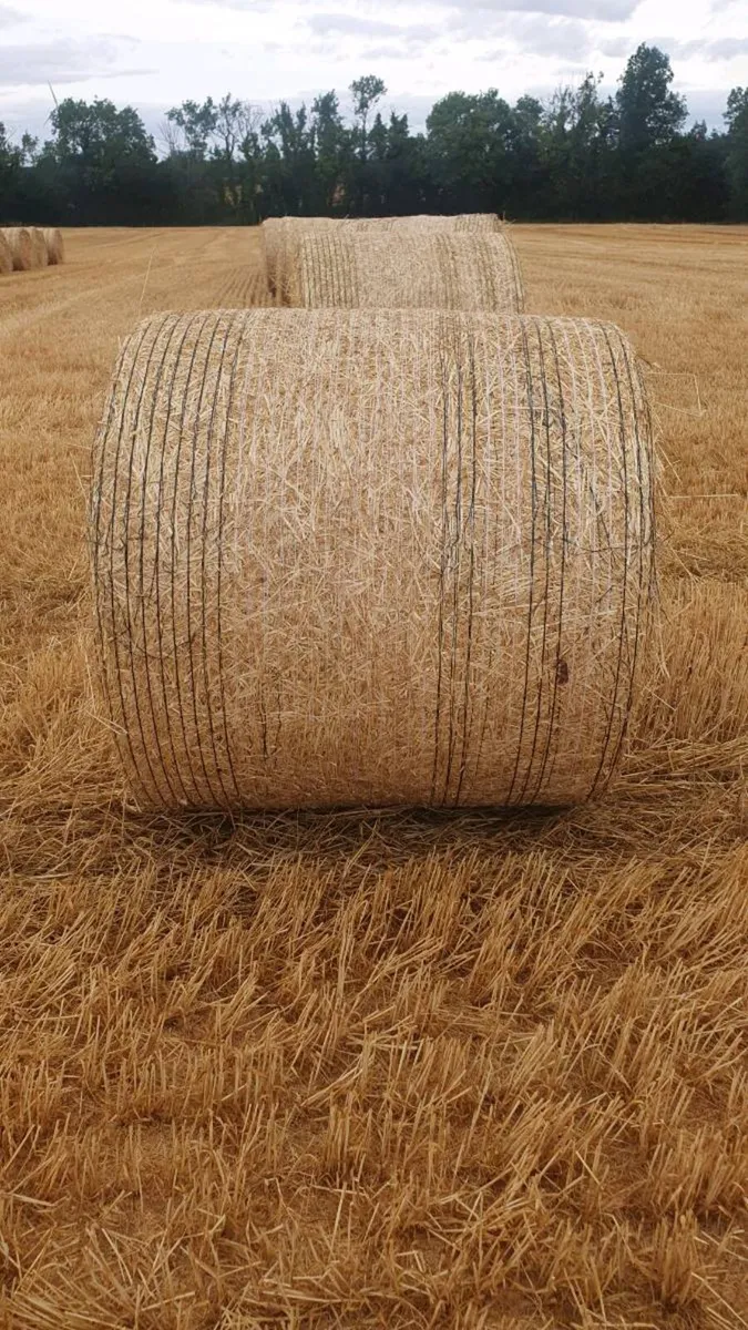 Spring Barley Straw Bales - Image 3
