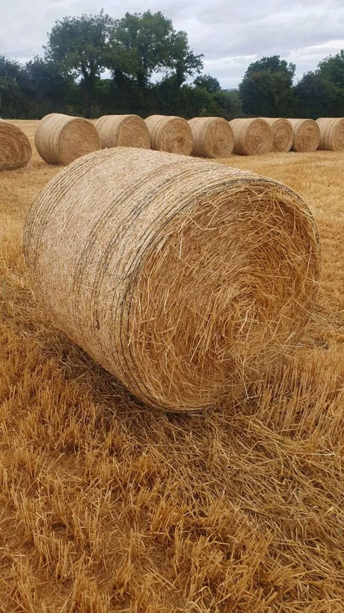Spring Barley Straw Bales - Image 4