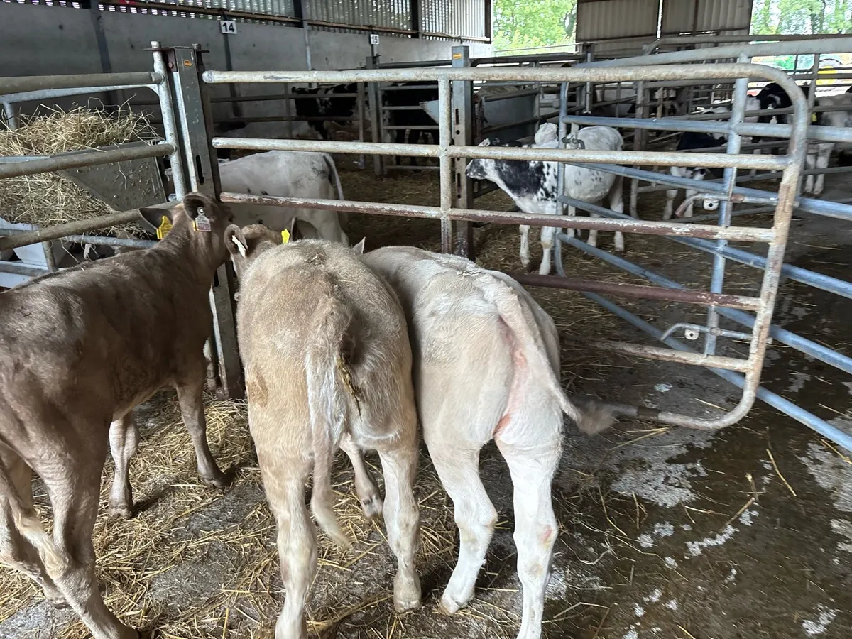 3 super charlaois heifer weanlings - Image 1