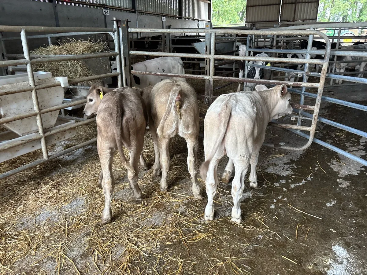 3 super charlaois heifer weanlings - Image 2