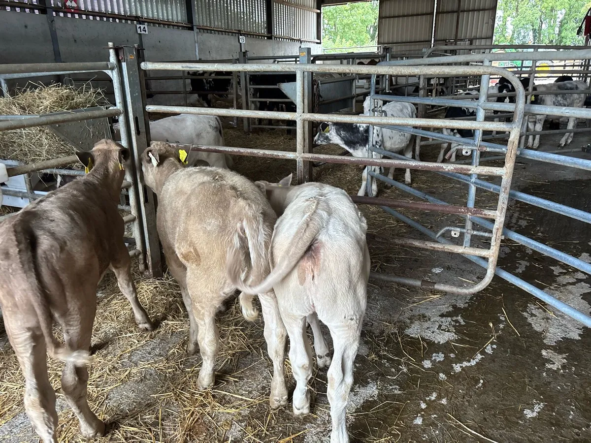3 super charlaois heifer weanlings - Image 4