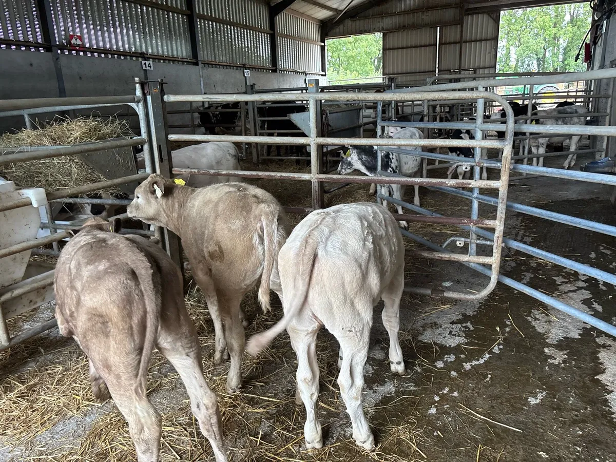 3 super charlaois heifer weanlings - Image 3