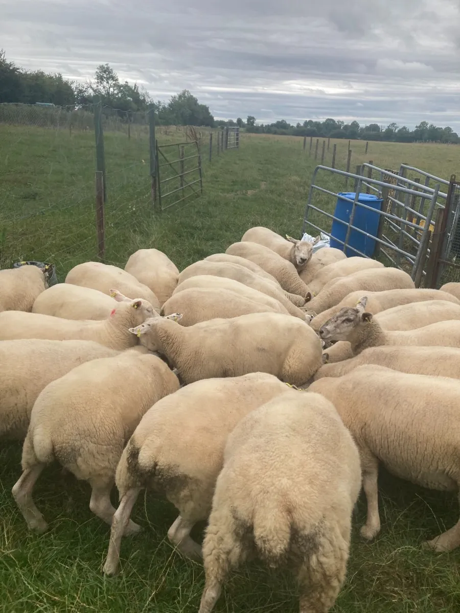 Super batch ewe hoggets for sale - Image 1