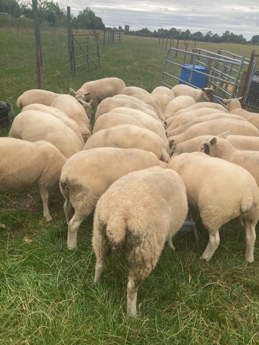 Super batch ewe hoggets for sale - Image 2