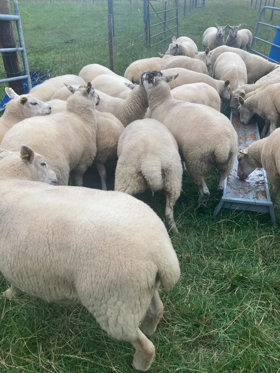 Super batch ewe hoggets for sale - Image 3