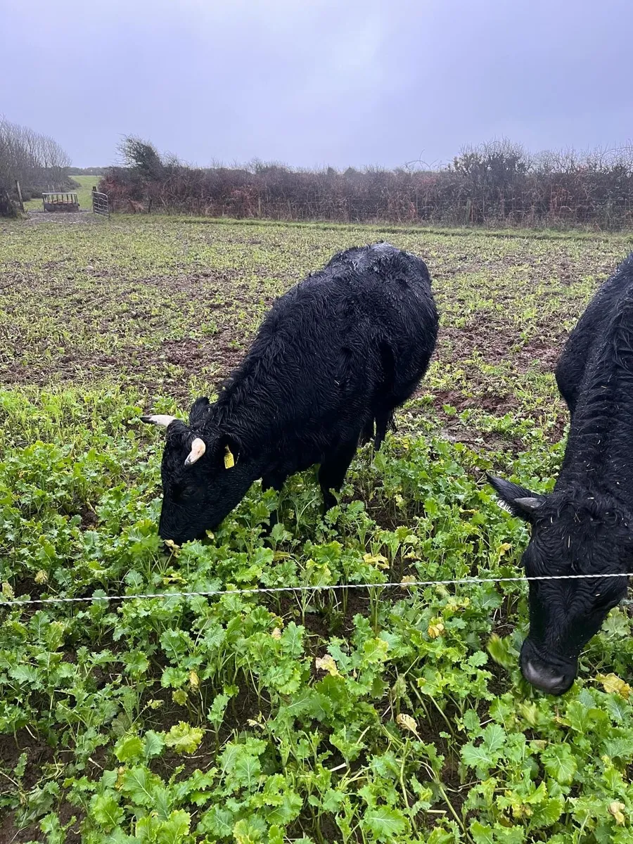 4 ORGANIC Dexter Cattle for Sale - Image 2