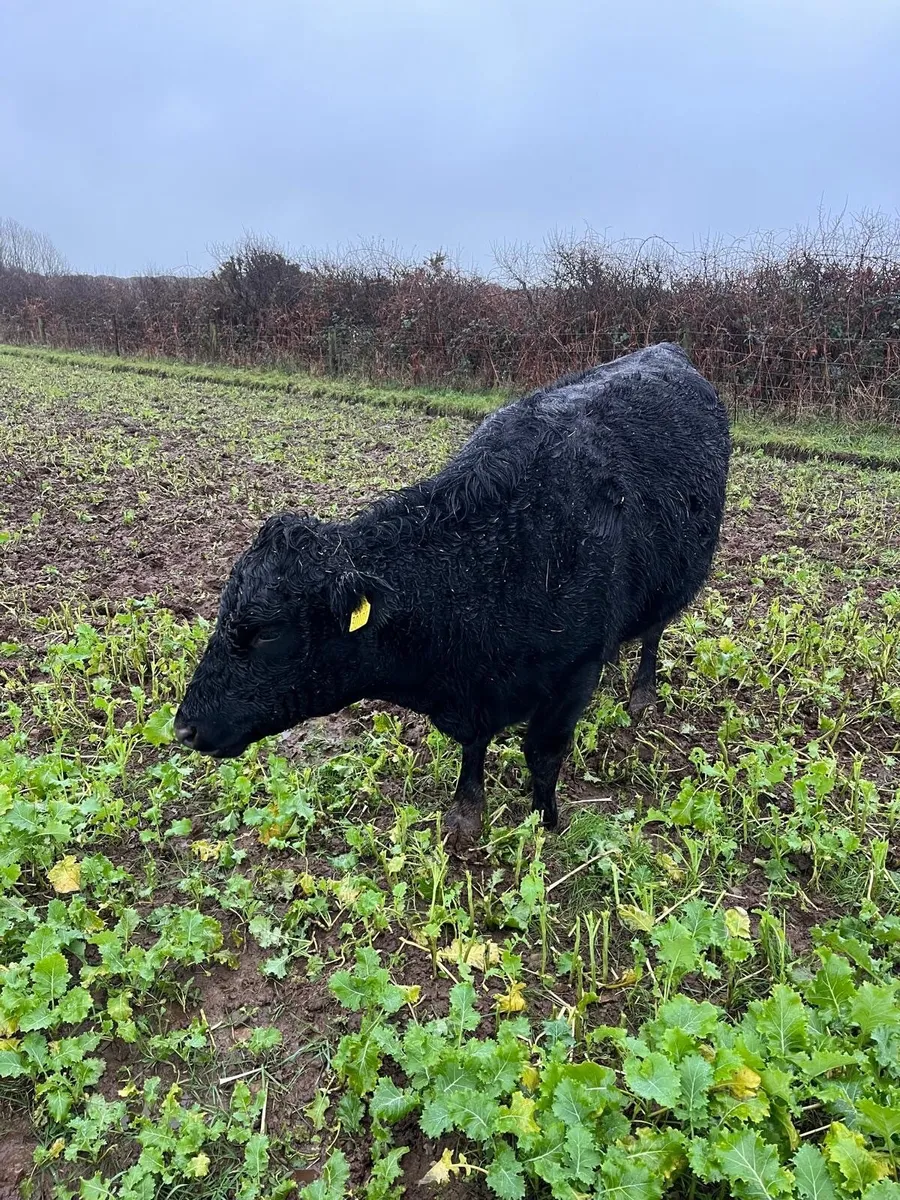 4 ORGANIC Dexter Cattle for Sale - Image 3