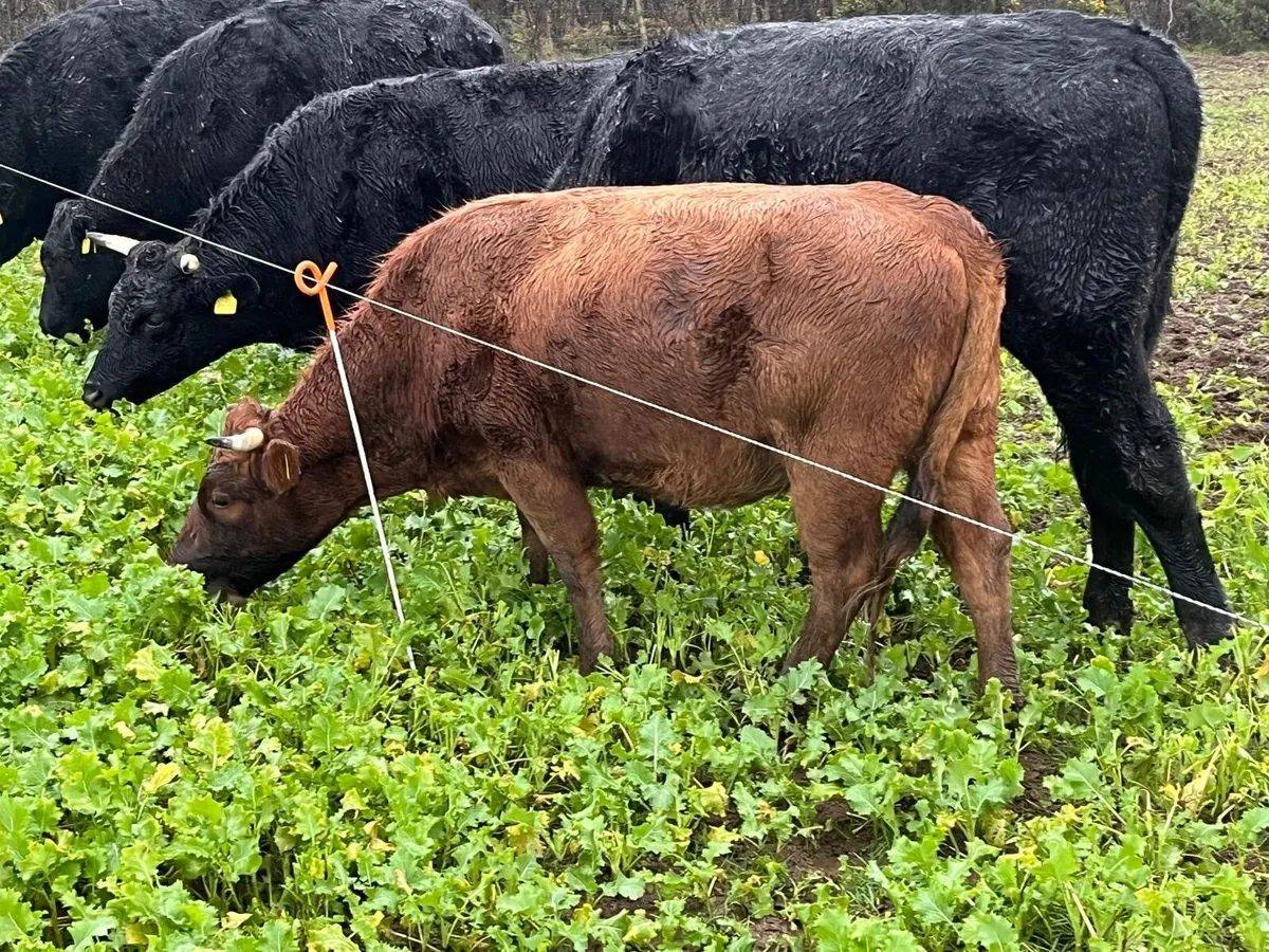 4 ORGANIC Dexter Cattle for Sale - Image 1