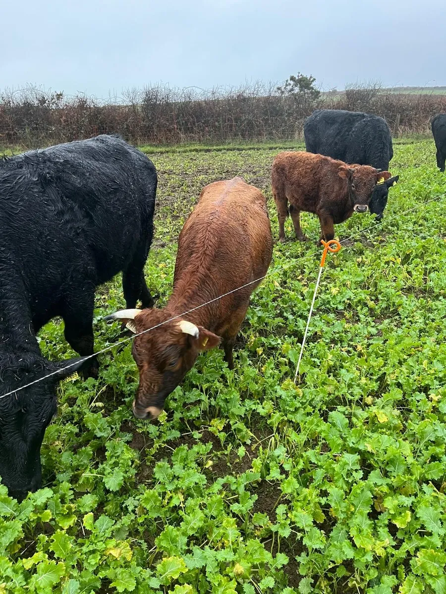 4 ORGANIC Dexter Cattle for Sale - Image 4